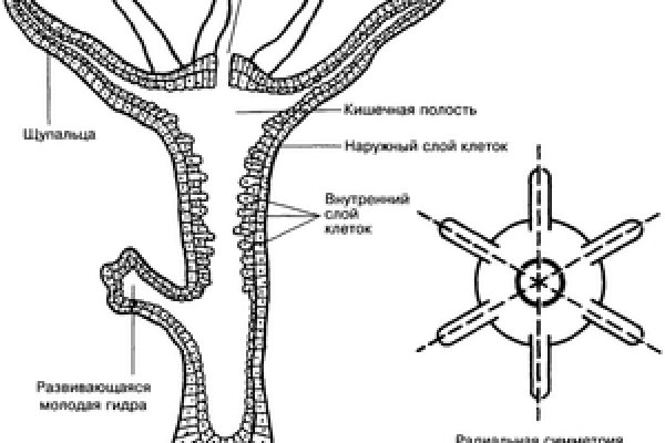 Где найти рабочую ссылку кракен